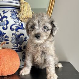 Hope - Aussiedoodle puppy from All Things Doodles