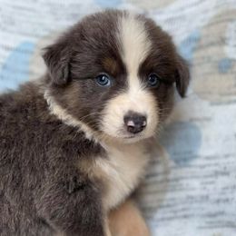 Australian Shepherds from Circle C Puppies