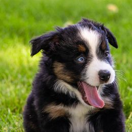 Miniature American Shepherd and Miniature Australian Shepherd Puppies from Bellewynd Acres