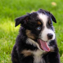 Miniature American Shepherd and Miniature Australian Shepherd Puppies from Bellewynd Acres