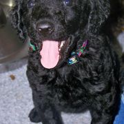 Curly-Coated Retrievers from FullCircle Curly-Coated Retrievers