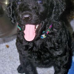 Curly-Coated Retrievers from FullCircle Curly-Coated Retrievers