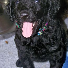 Curly-Coated Retrievers from FullCircle Curly-Coated Retrievers