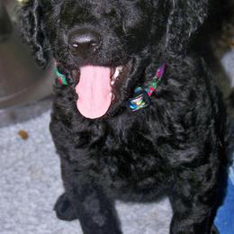 Curly-Coated Retrievers from FullCircle Curly-Coated Retrievers
