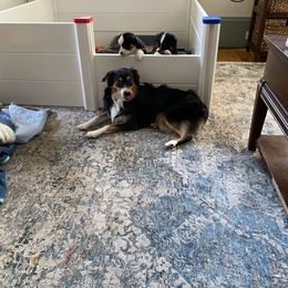 Norma - Miniature American Shepherd