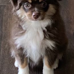Miniature Australian Shepherds from Bliss Witch Ranch