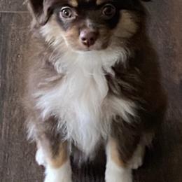 Miniature Australian Shepherds from Bliss Witch Ranch