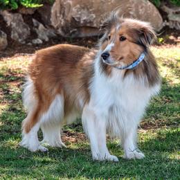Sandy - Shetland Sheepdog