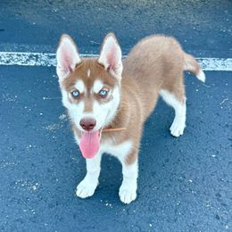 Pike - Red and white female Siberian Husky puppy in Granville, Ohio from Black Shale Siberians