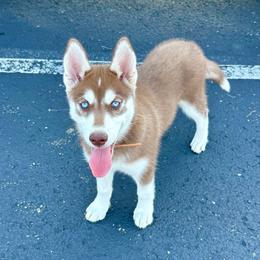 Pike - Red and white female Siberian Husky puppy in Granville, Ohio from Black Shale Siberians
