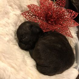 French Bulldog and Pug Puppies from Lyons Pride Pups