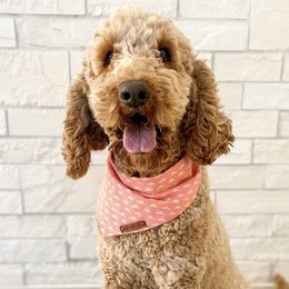 Rosie - Goldendoodle