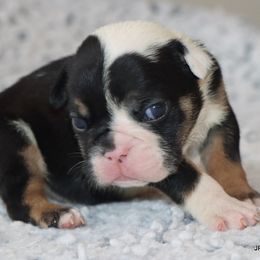 Misty - Black tri-color female Bulldog puppy in Winnsboro, Texas from JP Ranch Bulldogs