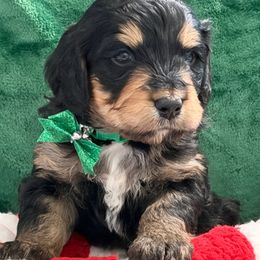 Goldie - Tri-color female Bernedoodle puppy in Phelan, California from PuppyPaws4U