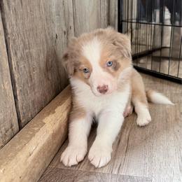 Charlie - Gold merle male Border Collie puppy in Guffey, Colorado from Sunset Ridge