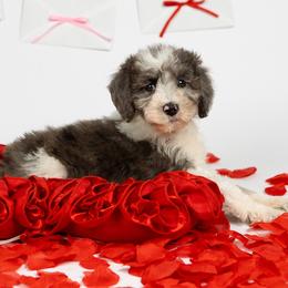 Olivia - Merle female Goldendoodle puppy in Los Angeles, California from Exquisite Doodles