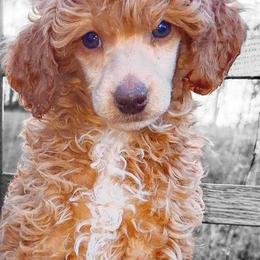 Poodles from Nine Pines Poodles