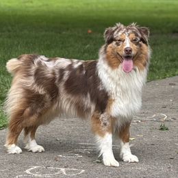Ember - Australian Shepherd