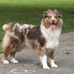 Ember - Australian Shepherd