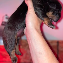 Rottweiler Puppies from Von Der Hing Rottweilers