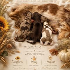 Sunflower - Piebald female Dachshund puppy in Riverton, Wyoming from Wild Rose Ridge Doxies