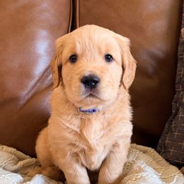 Clove (Blue Collar) - Golden male Golden Retriever puppy in Jefferson, Iowa from New Beginnings Acres