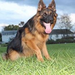 German Shepherd All Grown Up from Haus Wesmiller