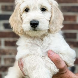 Goldendoodle Puppies from Gentry Doodles