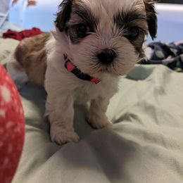 Boy 2 - Black and white Havanese puppy in Montrose, Colorado from Gnomies Furry Friends