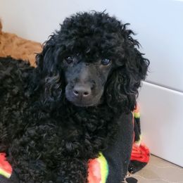 Cavapoos and Poodles from Cavapoo And Poodle Adore