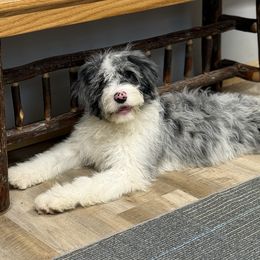 Carly - Merle female Goldendoodle puppy in Lisbon, Ohio from Willow Lane Doodles