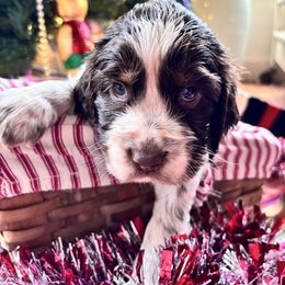 Mississippi (Missy) - Liver white and tan female English Springer Spaniel puppy in Huntingdon, Pennsylvania from Indian Creek Springers and Doxies