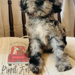 Assorted Doodle Crosses Puppies from Propst Farm Doodles