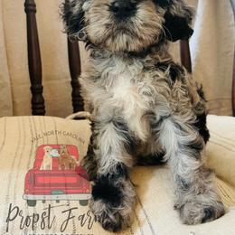 Assorted Doodle Crosses Puppies from Propst Farm Doodles