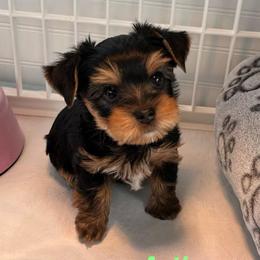 Artie - Black and tan male Yorkshire Terrier puppy in Ashland, Kentucky from Yorkie Paw