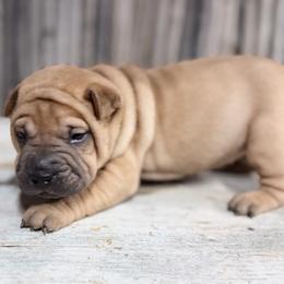 Winona - Fawn female Chinese Shar-Pei puppy in Lehigh Acres, Florida from Florida Wrinkles