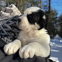 Berg - Black male Central Asian Shepherd Dog puppy in East Camden, Arkansas from Stars in the Skyes