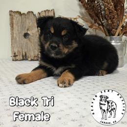 Ebony - Black tri female Miniature Australian Shepherd puppy in Jaroso, Colorado from Heaven Sent Aussies