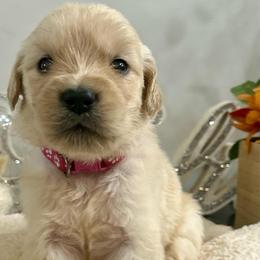 Lovely - Light golden female Golden Retriever puppy in Doniphan, Missouri from Stockford’s Golden Retrievers