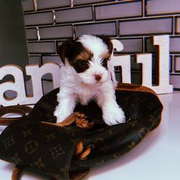 Boy 4 - Yorkshire Terrier puppy from Behrens_Beauties