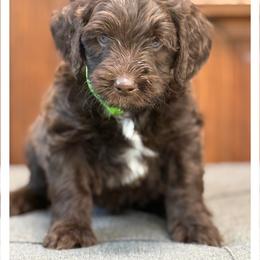 Mister Green - Chocolate male Australian Labradoodle puppy in Wake Forest, North Carolina from Lucky Country Labradoodles