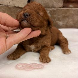 Mini Girl Pink Collar - Red  female Goldendoodle puppy in Cullman, Alabama from My Awesome Rover