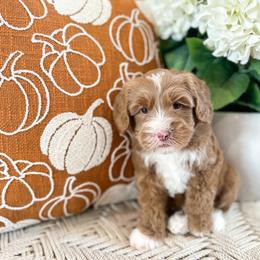 Mickey - Caramel ice male Australian Labradoodle puppy in Palmdale, California from Pixie Doodle Paws