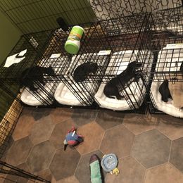 Whippet Puppies from Wise Heart Whippets
