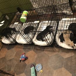 Whippet Puppies from Wise Heart Whippets