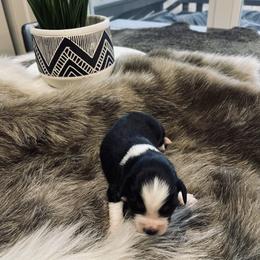 Australian Shepherd and Miniature Australian Shepherd Puppies from Kersey/Lopez Farms