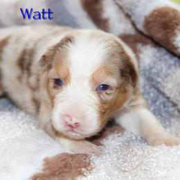 Watt - Red merle male Australian Shepherd puppy in Coldwater, Michigan from Northern Star Australian Shepherds