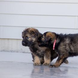 German Shepherd Puppies from Journey's German Shepherds (Kennel Vom Himmel)