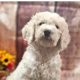 Cockapoo and Poodle Puppies from Auburn Standard Cockapoos