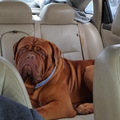 Dogues de Bordeaux from King's De Bordeaux